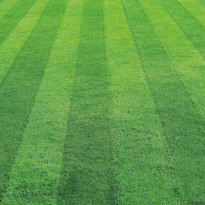 View All Grass Seed